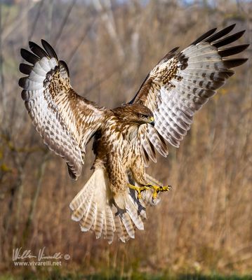 Poiana (Buteo buteo)