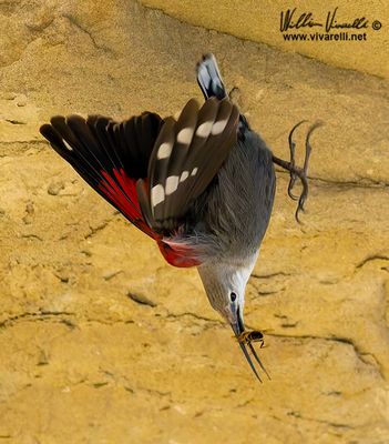 Picchio muraiolo (Tichodroma muraria)