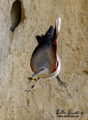 Picchio muraiolo (Tichodroma muraria)