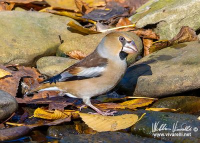Frosone (Coccothraustes coccothraustes)s