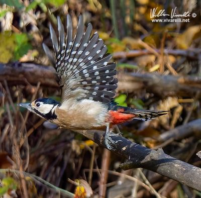 Picchio rosso maggiore (Dendrocopos major)