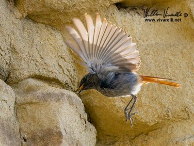 Codirosso spazzacamino (Phoenicurus ochruros )
