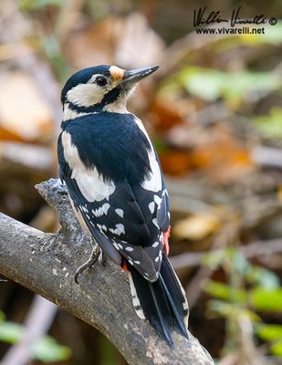 Picchio rosso maggiore (Dendrocopos major)