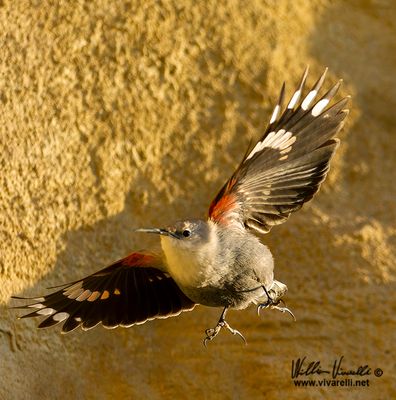 Picchio muraiolo (Tichodroma muraria)