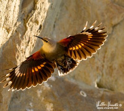 Picchio muraiolo (Tichodroma muraria)