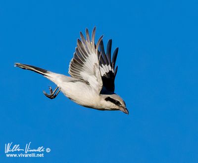 Averla maggiore (Lanius excubitor)