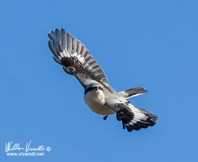 Averla maggiore (Lanius excubitor)