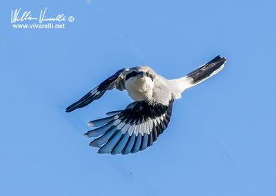 Averla maggiore (Lanius excubitor)