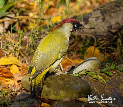 Picchio verde (Picus viridis)
