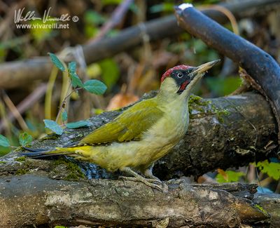 Picchio verde (Picus viridis)