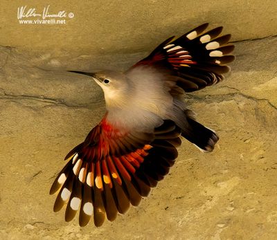 Picchio muraiolo (Tichodroma muraria)