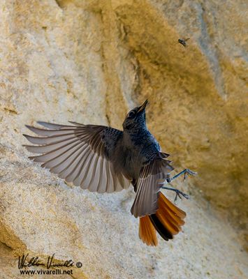 Codirosso spazzacamino (Phoenicurus ochruros )