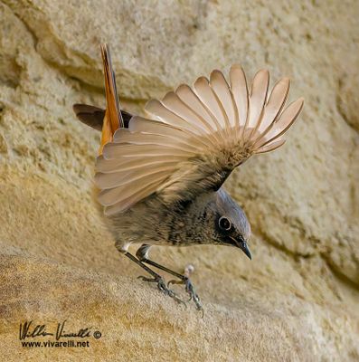 Codirosso spazzacamino (Phoenicurus ochruros )