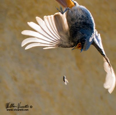 Codirosso spazzacamino (Phoenicurus ochruros )