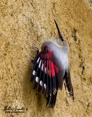 Picchio muraiolo (Tichodroma muraria)