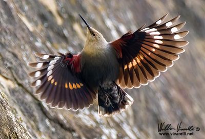 Picchio muraiolo (Tichodroma muraria)