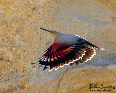 Picchio muraiolo (Tichodroma muraria)