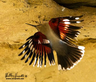 Picchio muraiolo (Tichodroma muraria)