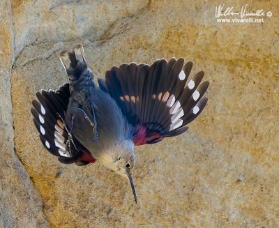 Picchio muraiolo (Tichodroma muraria)