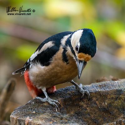 Picchio rosso maggiore (Dendrocopos major)
