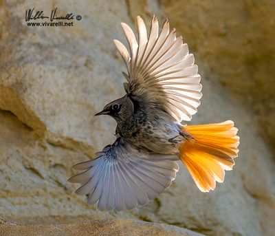 Codirosso spazzacamino (Phoenicurus ochruros )