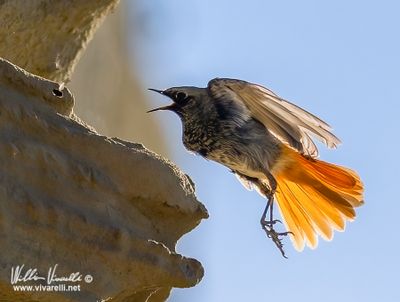 Codirosso spazzacamino (Phoenicurus ochruros )