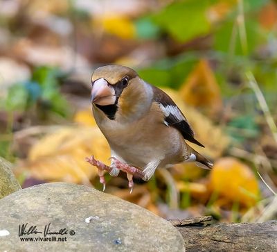 Frosone (Coccothraustes coccothraustes)s