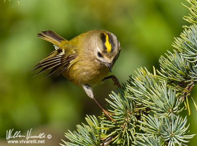 Regolo (Regulus regulus)
