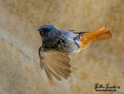 Codirosso spazzacamino (Phoenicurus ochruros )