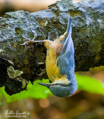 Picchio muratore (Sitta europaea)