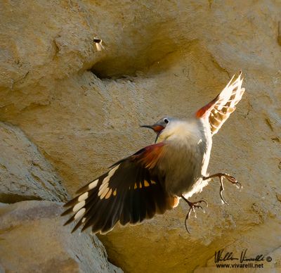 Picchio muraiolo (Tichodroma muraria)