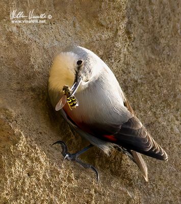 Picchio muraiolo (Tichodroma muraria)