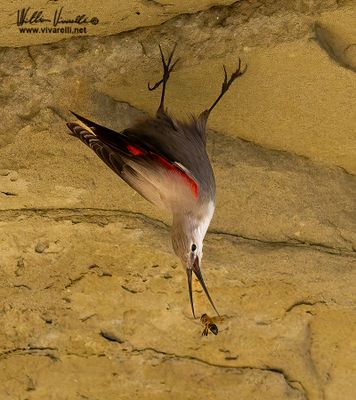 Picchio muraiolo (Tichodroma muraria)