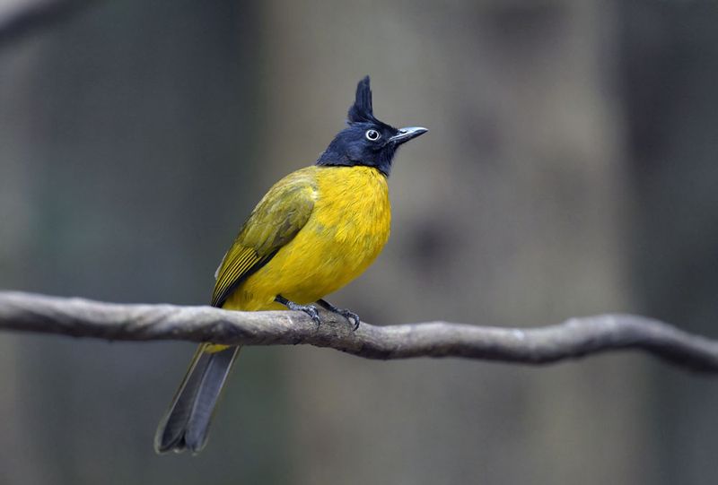 Black-crested Bulbul