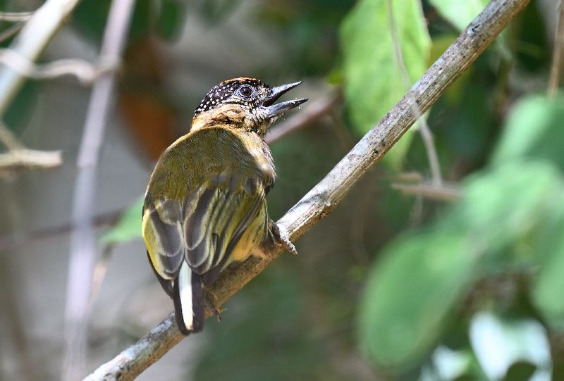 Olivaceous Piculet