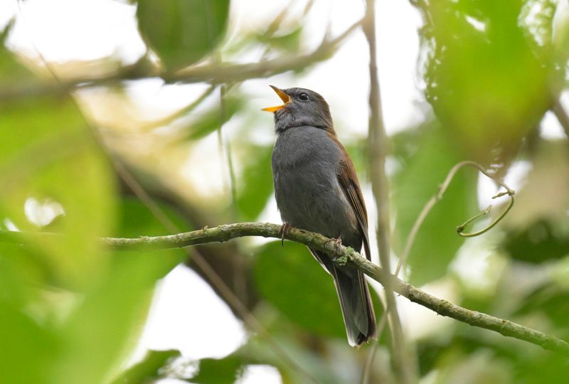 Andean Solitaire