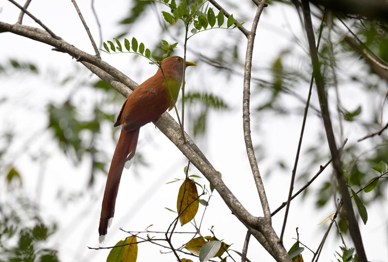 Black-bellied Cuckoo