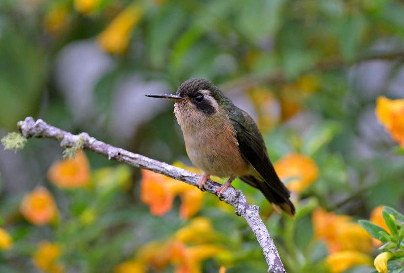 Speckled Hummingbird