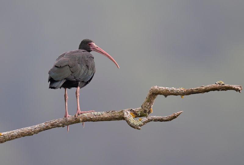 Bare-faced Ibis