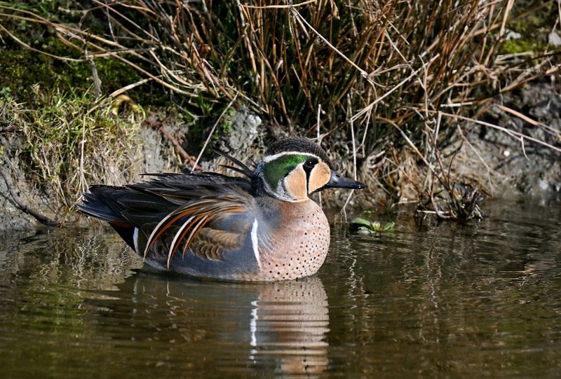 Baikal Teal