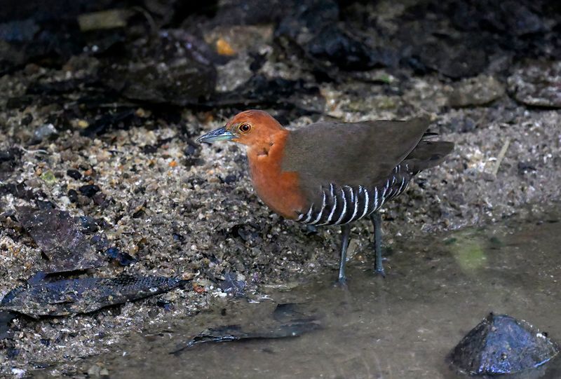Slaty-legged Crake