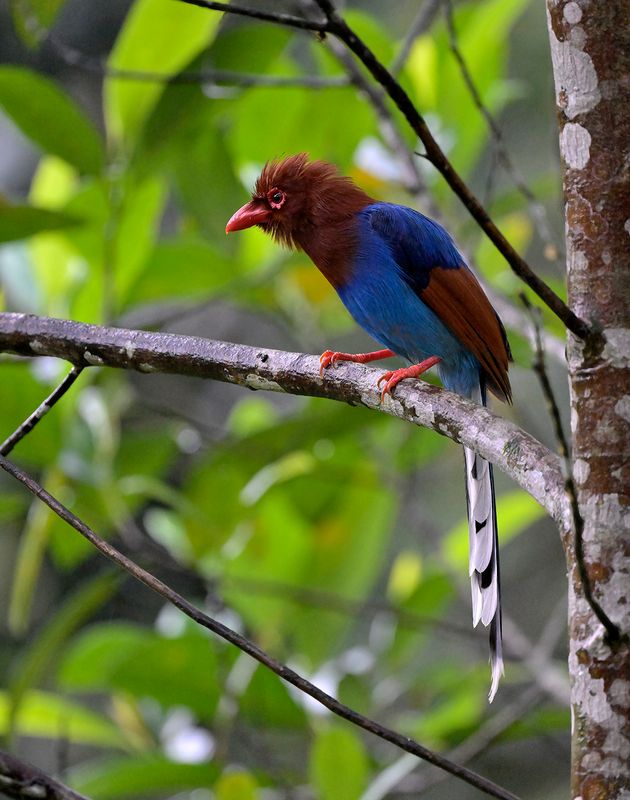 Sri Lanka Blue Magpie