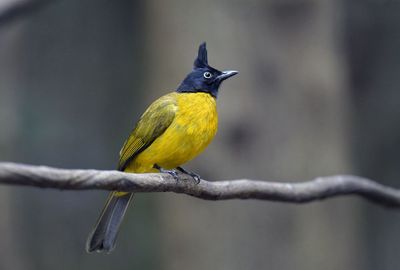 Black-crested Bulbul