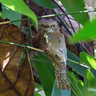 Blyth's Frogmouth