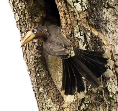 Austen's Brown Hornbill
