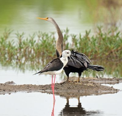Darter and Black-winged Stilt