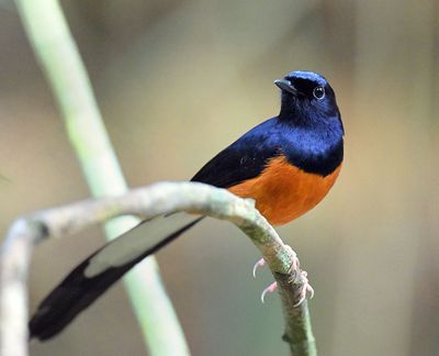 White-rumped Shama