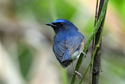 Hill-blue Flycatcher 