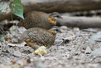 Green-legged Partridge