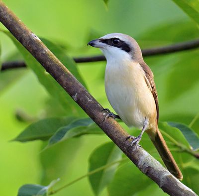 Brown Shrike
